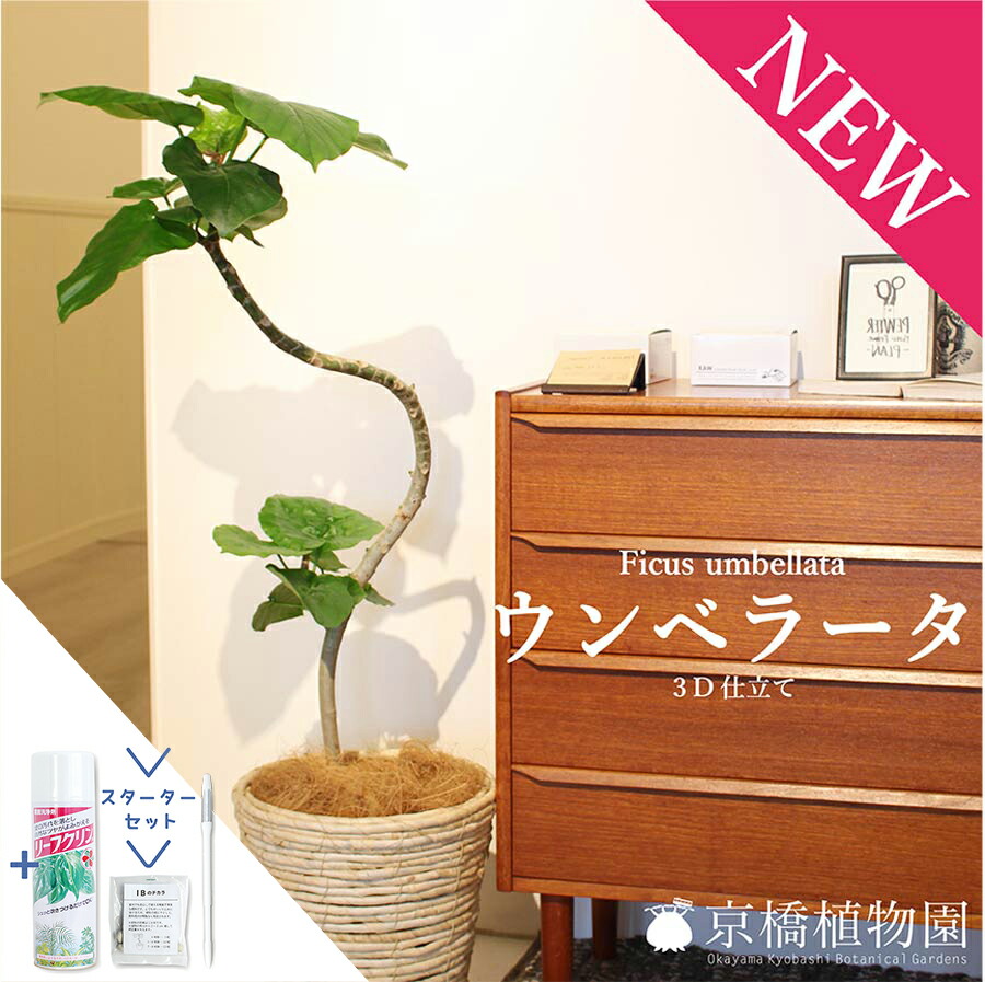 【SSクーポン券あり】【クランク書き割り付】★こだわりの曲がり仕立てもの★3Dウンベラータ 7号【提げ篭鉢取りまかなう付き添い人】【観葉草木/室内装飾/今めかしい/自然的/鉢植え/差し上げ物//通信販売/真っただ中大いさ/天然ゴムの木/サスティー/SUSTEE/リーフクリン/IBのチカラ】【大型】