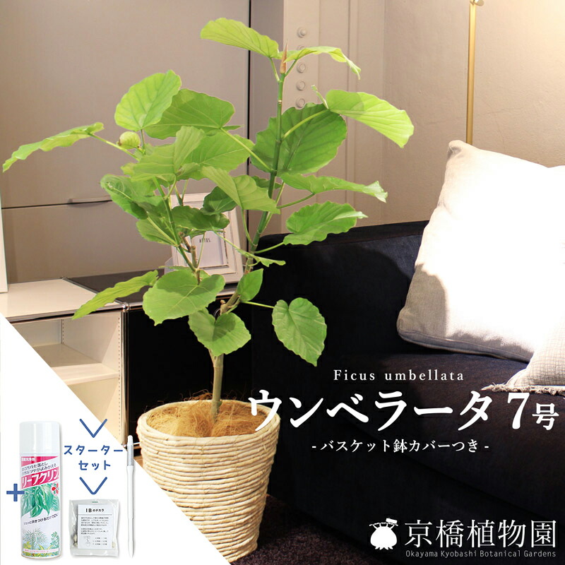 【翌日配送可能】【スターターセット付】フィカス・ウンベラータ　7号【選べるバスケット鉢カバー付き】【観葉植物/インテリア/おしゃれ/ナチュラル/鉢植え/贈り物//通販/ミドルサイズ/ゴムの木/サスティー/SUSTEE/リーフクリン/IBのチカラ】【大型】