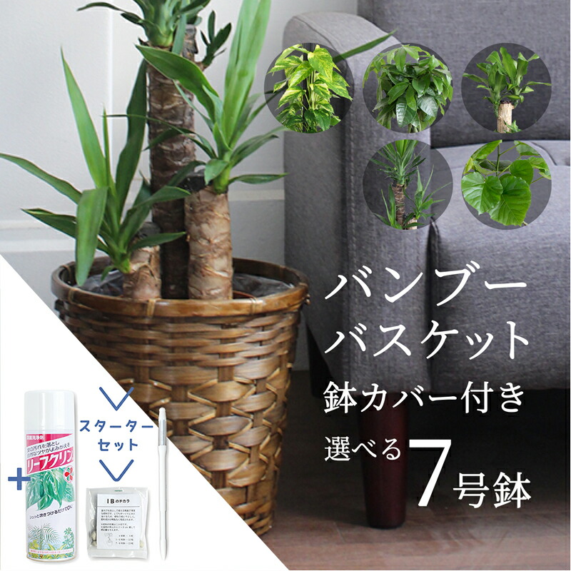 えらべる観葉植物 7号サイズ パキラ ウンベラータ ユッカ マッサンゲアナ ポトス 最適な価格