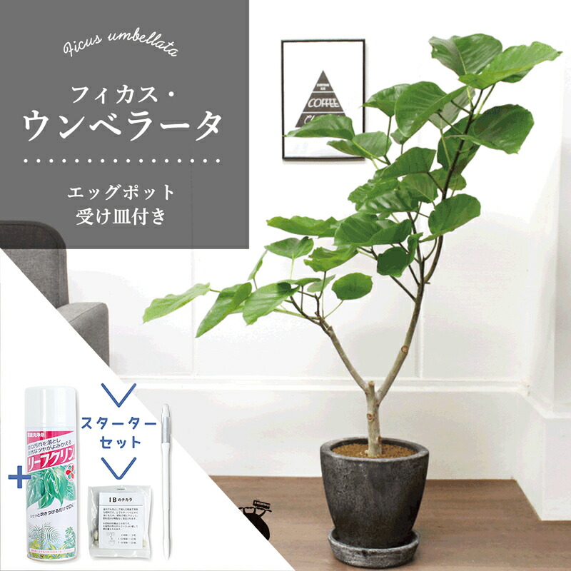 【楽天市場】【マラソンクーポン有】フィカス・ウンベラータ 10号
