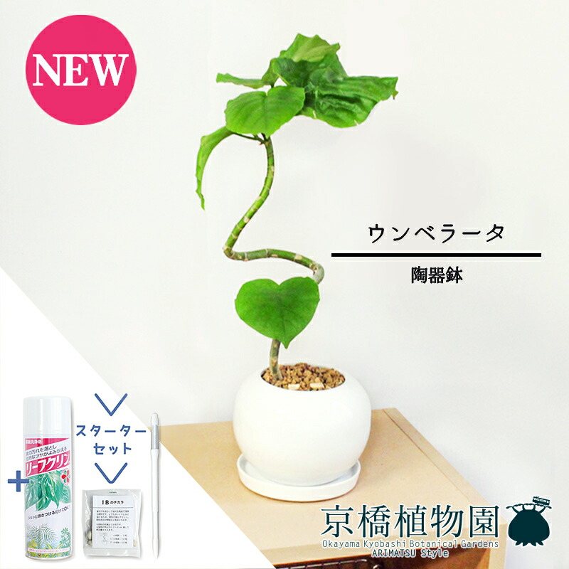 【マラソンクーポン有】【スターターセット付】【テート/陶器鉢】フィカス・ウンベラータ　曲がり【受け皿付き】4G【観葉植物/インテリア/おしゃれ/ナチュラル/鉢植え/贈り物//通販/スモールサイズ/ゴムの木/サスティー/SUSTEE/リーフクリン/IBのチカラ】
