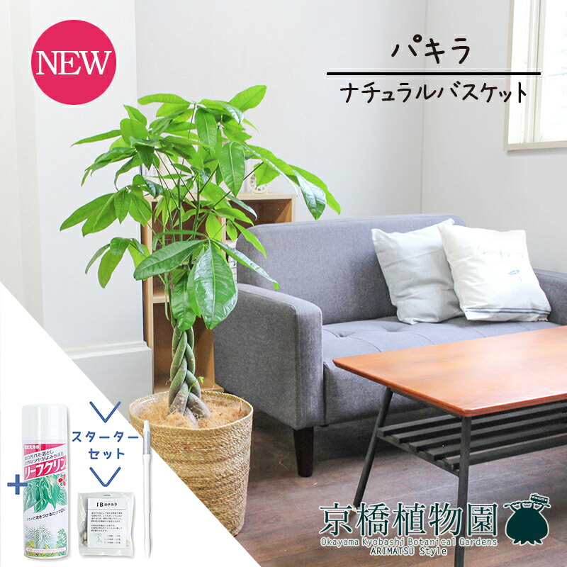 【マラソンクーポン有!】【スターターセット付】【ナチュラルバスケット鉢カバー】パキラ 7号【観葉植物/インテリア/おしゃれ/ナチュラル/鉢植え/贈り物//通販/ミドルサイズ/人気商品/サスティー/SUSTEE/リーフクリン/IBのチカラ】【大型】|花のアリマツ支店
