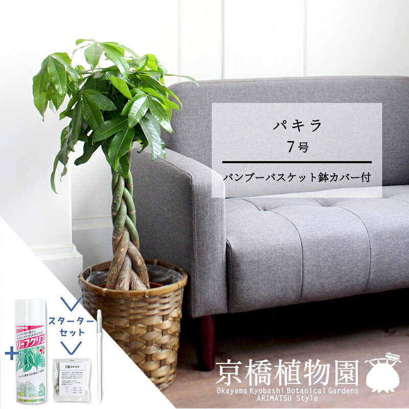 【マラソンクーポン有】【スターターセット付】【バンブーバスケット鉢カバー】パキラ　7号【観葉植物/インテリア/おしゃれ/ナチュラル/鉢植え/贈り物//通販/ミドルサイズ/人気商品/サスティー/SUSTEE/リーフクリン/IBのチカラ】【大型】