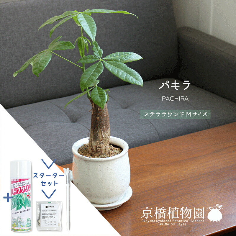 楽天市場】【現品】バオバブ・ディギタータ 8号 白鉢（1）【観葉植物