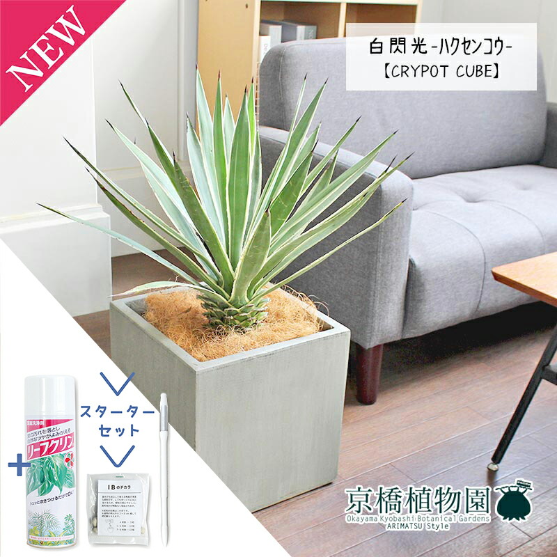 アガベ　ハクセンコウ　白閃光　特大❗ 楽天市場】アガベ 白閃光（ハクセンコウ）【大型】 : 花のアリマツ楽天