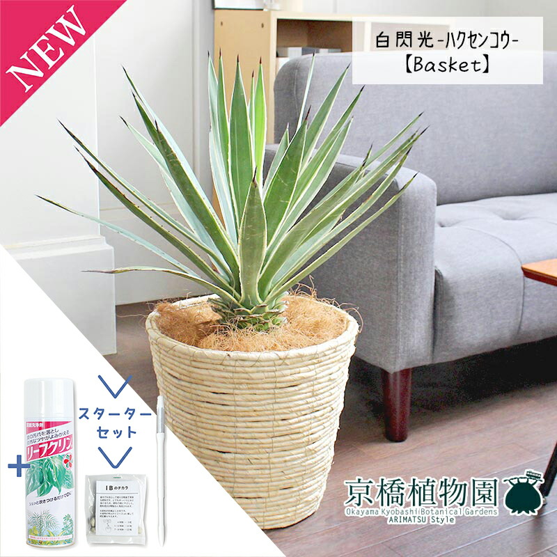 楽天市場】アガベ ハクセンコウ 7号（0721） インテリア オシャレな