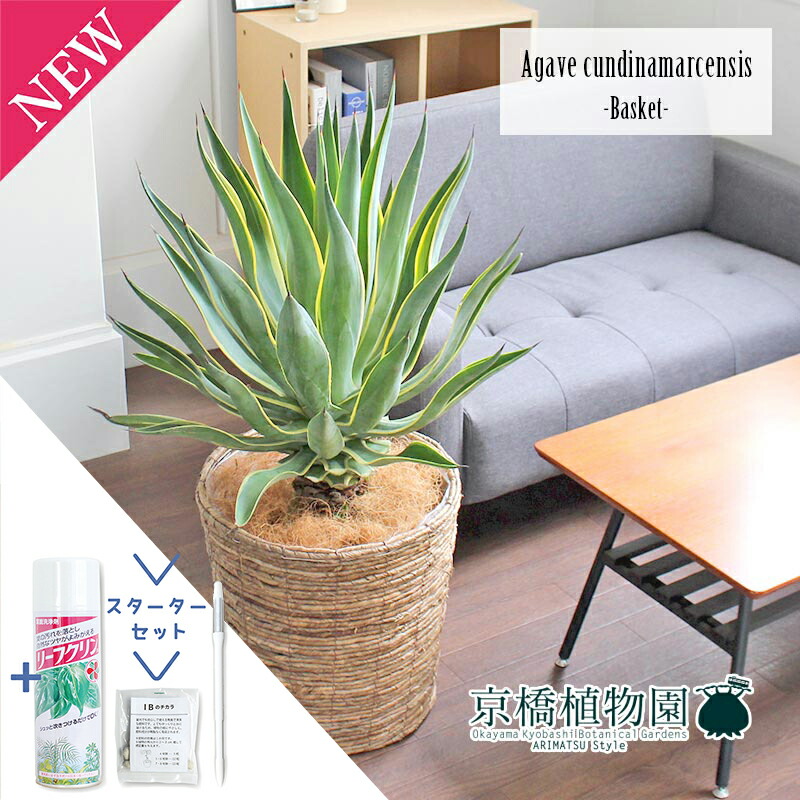 楽天市場】【SSクーポンあり】アガベ・ベネズエラ 10号【バスケット鉢