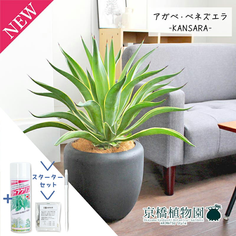 アガベベネズエラ みーこ様 確認 用 アガベ：ベネズエラ(斑入り）7号鉢植え の通販 | 園芸ネット