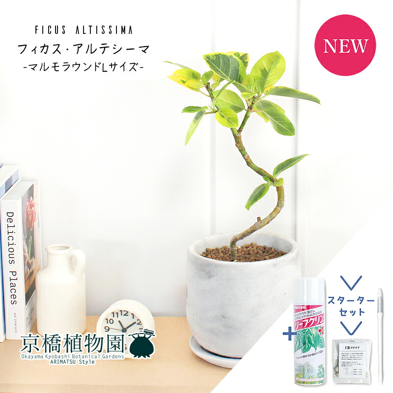 【マラソンクーポン有】【スターターセット付】フィカス・アルテシーマ　曲がり【マルモラウンドL/受け皿付き】4G【観葉植物/インテリア/おしゃれ/ナチュラル/鉢植え/贈り物//通販/スモールサイズ/人気商品/ゴムの木/サスティー/SUSTEE/リーフクリン/IBのチカラ】