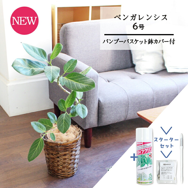 【マラソンクーポン有!】【スターターセット付】【バンブーバスケット鉢カバー】フィカス・ベンガレンシス 6号 曲がり【観葉植物/インテリア/おしゃれ/ナチュラル/鉢植え/贈り物//通販/ミドルサイズ/人気商品/ゴムの木/サスティー/SUSTEE/リーフクリン/IBのチカラ】|花のアリマツ支店