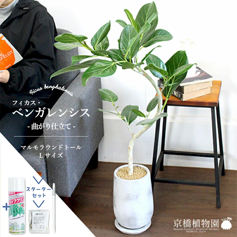 【マラソンクーポン有】【スターターセット付】フィカス・ベンガレンシス　曲がり【マルモラウンドトールL/受け皿付き】【観葉植物/インテリア/おしゃれ/ナチュラル/鉢植え/贈り物//通販/ミドルサイズ/人気商品/ゴムの木/サスティー/SUSTEE/リーフクリン/IBのチカラ】