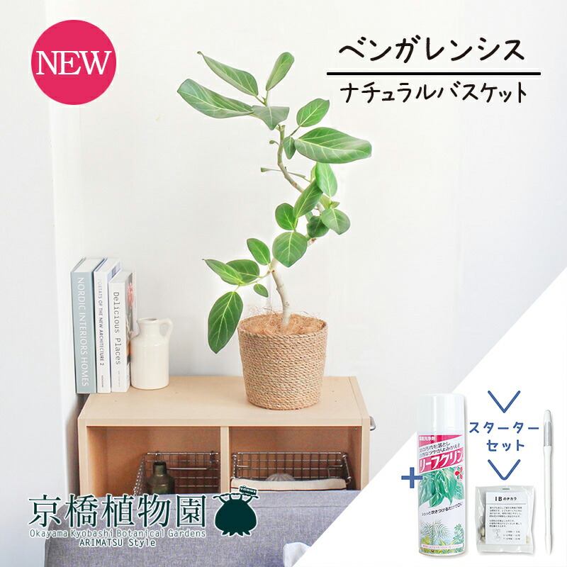 【15日はP5倍！】【クランク仕かける付】【自然的提げ篭鉢押しかぶせる】フィカス・ベンガレンシス 6号 曲がり【観葉草木/室内装飾/格好のいい/自然的/鉢植え/差し上げ物//通信販売/真っただ中大いさ/一般受け商いもの/天然ゴムの木/サスティー/SUSTEE/リーフクリン/IBのチカラ】 花・ガーデン・DIY-花・観葉植物