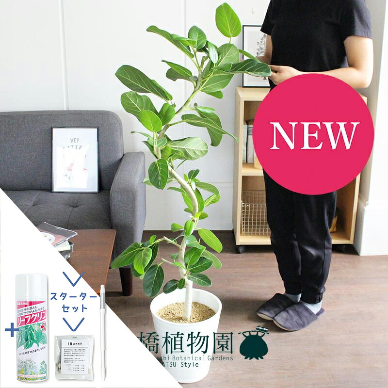フィカス ベンガレンシス ベンガルゴムの木 観葉植物 ホワイト