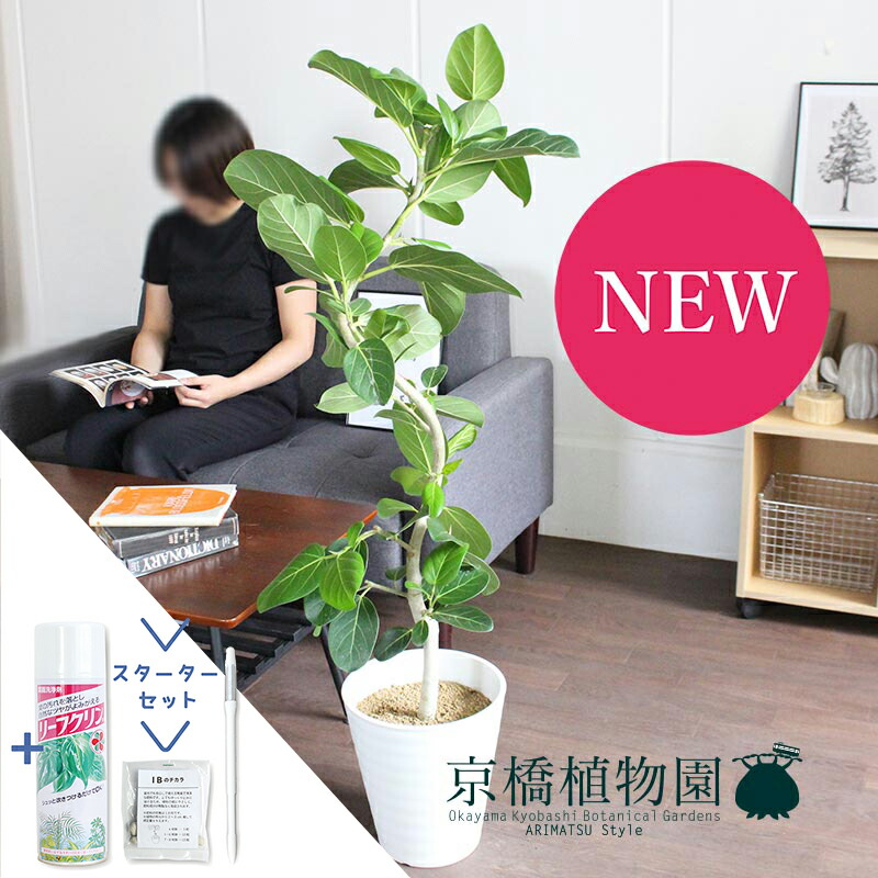 【現品】フィカス・ベンガレンシス　8号　曲がり　白鉢　（3） 楽天市場】フィカス ベンガレンシス 8号 曲がり 白鉢【ミドルサイズ