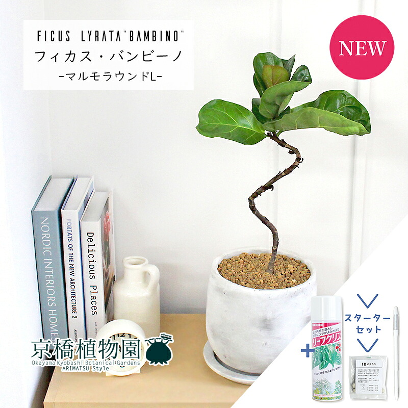 【マラソンクーポン有】【スターターセット付】カシワバゴムノキ　バンビーノ　曲がり【マルモラウンドL/受け皿付き】4G【観葉植物/インテリア/おしゃれ/ナチュラル/鉢植え/贈り物//通販/スモールサイズ/フィカス/人気商品/サスティー/SUSTEE/リーフクリン/IBのチカラ】