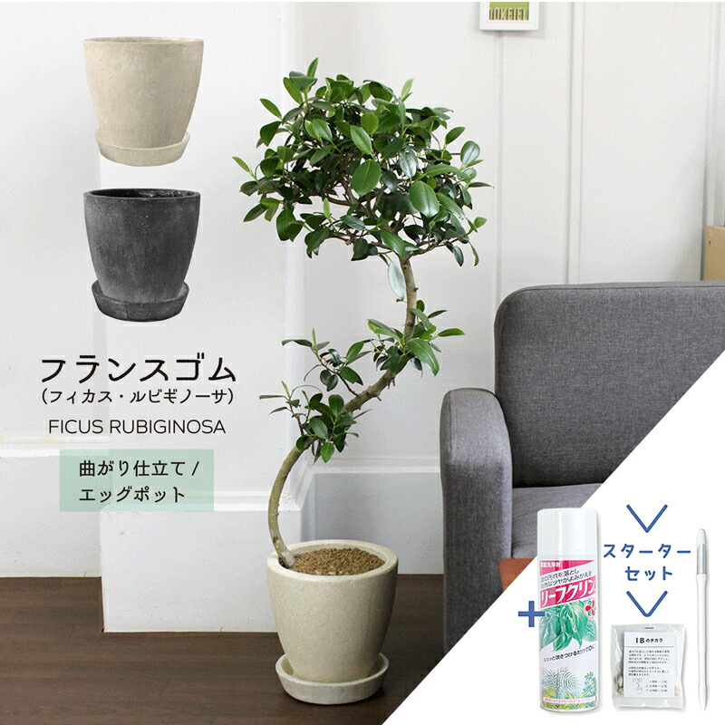 楽天市場】【現品】フランスゴム 曲がり 6号 黒鉢（11〜15