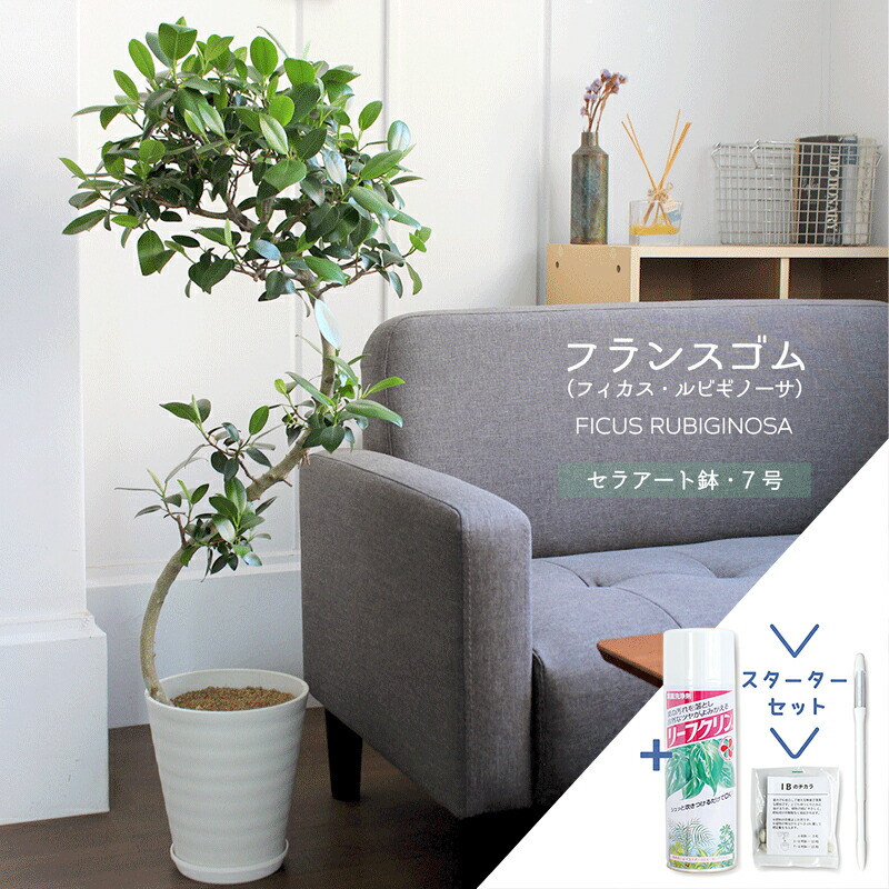 楽天市場】【SSクーポンあり】フランスゴム 超曲がり 4号【黒プラ鉢