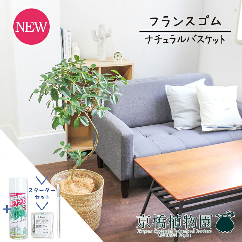 【マラソンクーポン有】【スターターセット付】【ナチュラルバスケット鉢カバー】フランスゴム　曲がり　7号【観葉植物/インテリア/おしゃれ/ナチュラル/鉢植え/贈り物//通販/ミドルサイズ/ゴムの木/人気商品/サスティー/SUSTEE/リーフクリン/IBのチカラ】【大型】