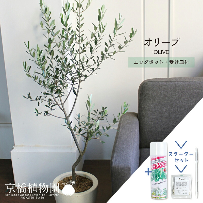 オリーブ チプレッシーノ】特大 高さ約150cm 約21号 鉢ごと発送送料