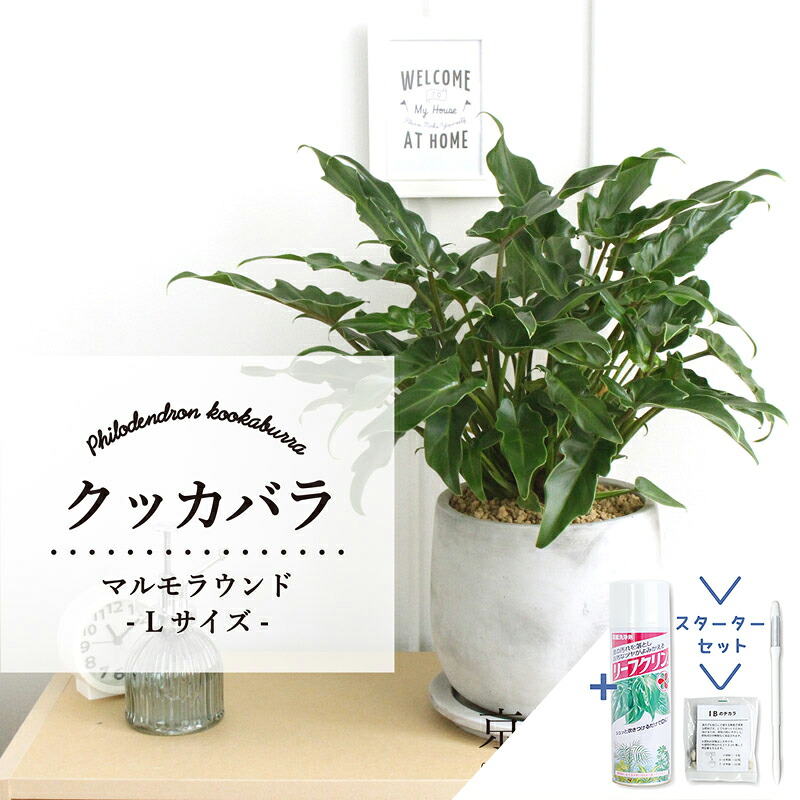 【マラソンクーポン有】【スターターセット付】【マルモラウンドL/受け皿付き】クッカバラ【観葉植物/インテリア/おしゃれ/ナチュラル/鉢植え/贈り物//通販/スモールサイズ/人気商品/サスティー/SUSTEE/リーフクリン/IBのチカラ】