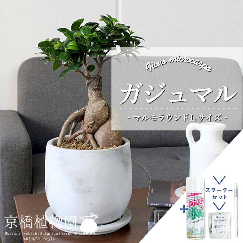 【マラソンクーポン有】【スターターセット付】【マルモラウンドL】ガジュマル【受け皿付き】【観葉植物/インテリア/おしゃれ/ナチュラル/鉢植え/贈り物//通販/スモールサイズ/ゴムの木/人気商品/サスティー/SUSTEE/リーフクリン/IBのチカラ】