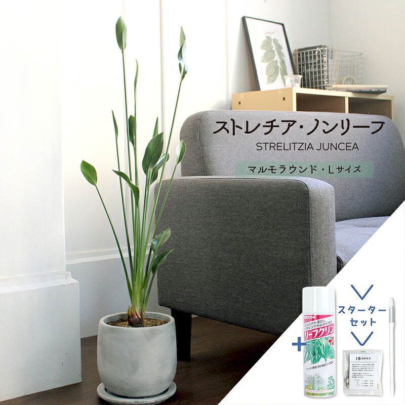 【マラソンクーポン有】【スターターセット付】【マルモラウンドL/受け皿付き】ストレチア/ストレリチア・ノンリーフ（ユンケア）【観葉植物/インテリア/おしゃれ/ナチュラル/鉢植え/贈り物//通販/スモールサイズ/人気商品/サスティー/SUSTEE/リーフクリン/IBのチカラ】