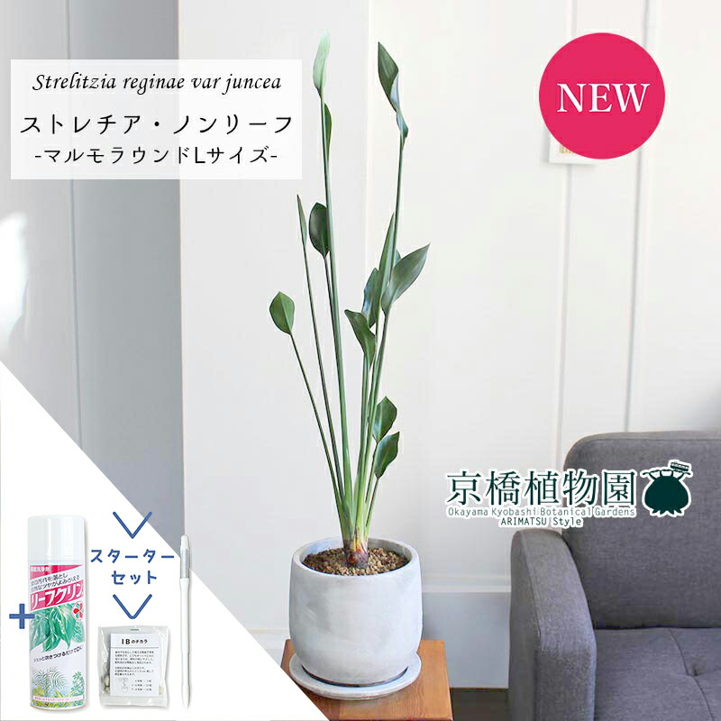 【スターターセット付】【マルモラウンドL/受け皿付き】ストレチア/ストレリチア・ノンリーフ（ユンケア）【観葉植物/インテリア/おしゃれ/ナチュラル/鉢植え/贈り物//通販/スモールサイズ/人気商品/サスティー/SUSTEE/リーフクリン/IBのチカラ】｜花のアリマツ支店