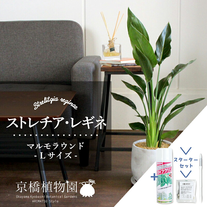 【マラソンクーポン有！】【スターターセット付】【マルモラウンドL/受け皿付き】ストレチア/ストレリチア・レギネ【観葉植物/インテリア/おしゃれ/ナチュラル/鉢植え/贈り物//通販/スモールサイズ/人気商品/サスティー/SUSTEE/リーフクリン/IBのチカラ】｜花のアリマツ支店