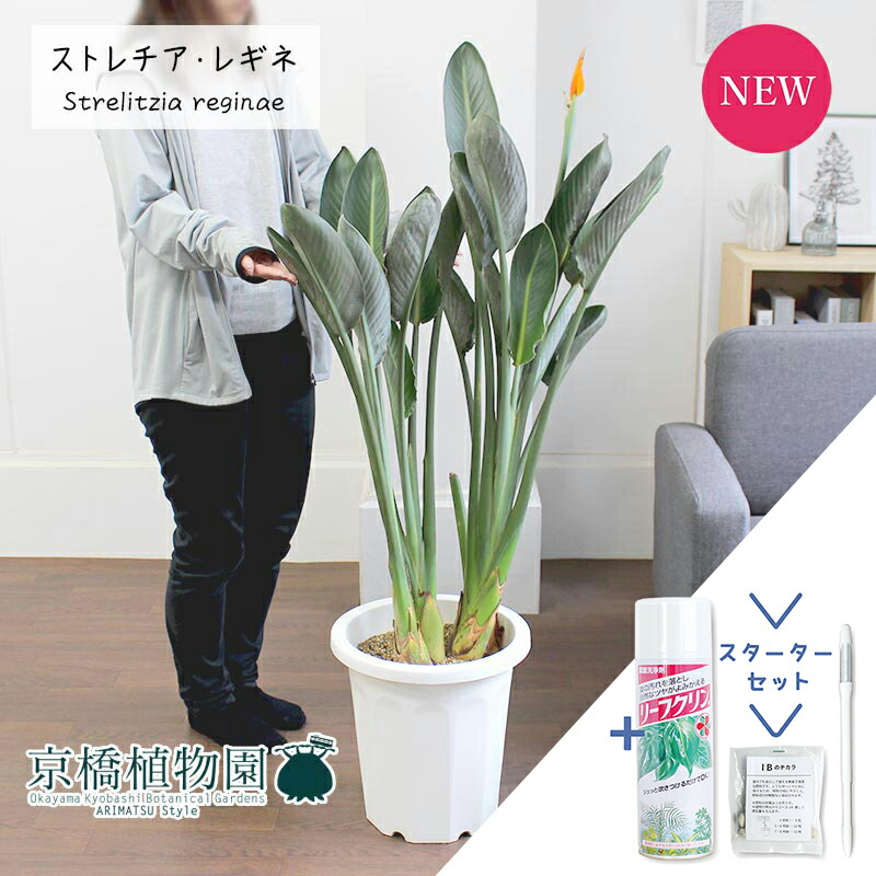 【スターターセット付】ストレチア/ストレリチア・レギネ　10号【観葉植物/インテリア/おしゃれ/ナチュラル/鉢植え/贈り物//通販/ラージサイズ/大型/人気商品/サスティー/SUSTEE/リーフクリン/IBのチカラ】｜花のアリマツ支店 21,400円