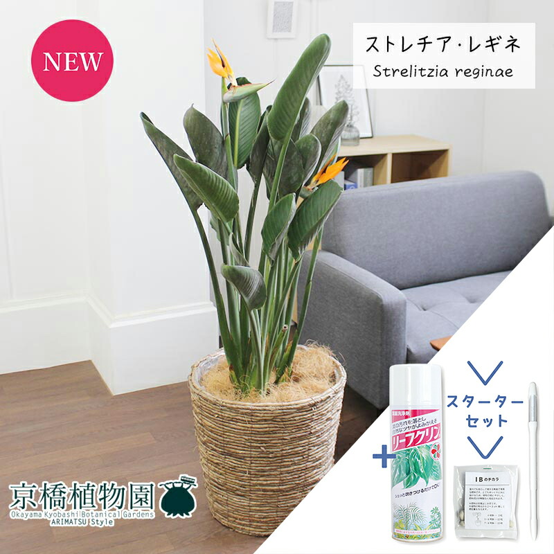 楽天市場】【5日はP5倍！】【SSクーポンあり】ストレチア/ストレリチア