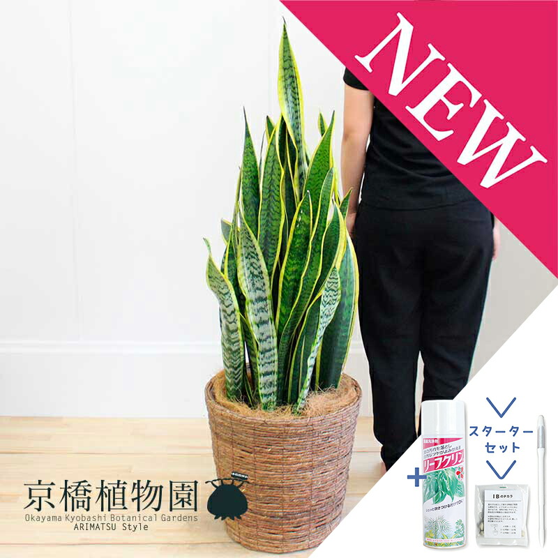 サンスベリア　セットD 楽天市場】観葉植物 サンスベリア サンセベリア ローレンティ