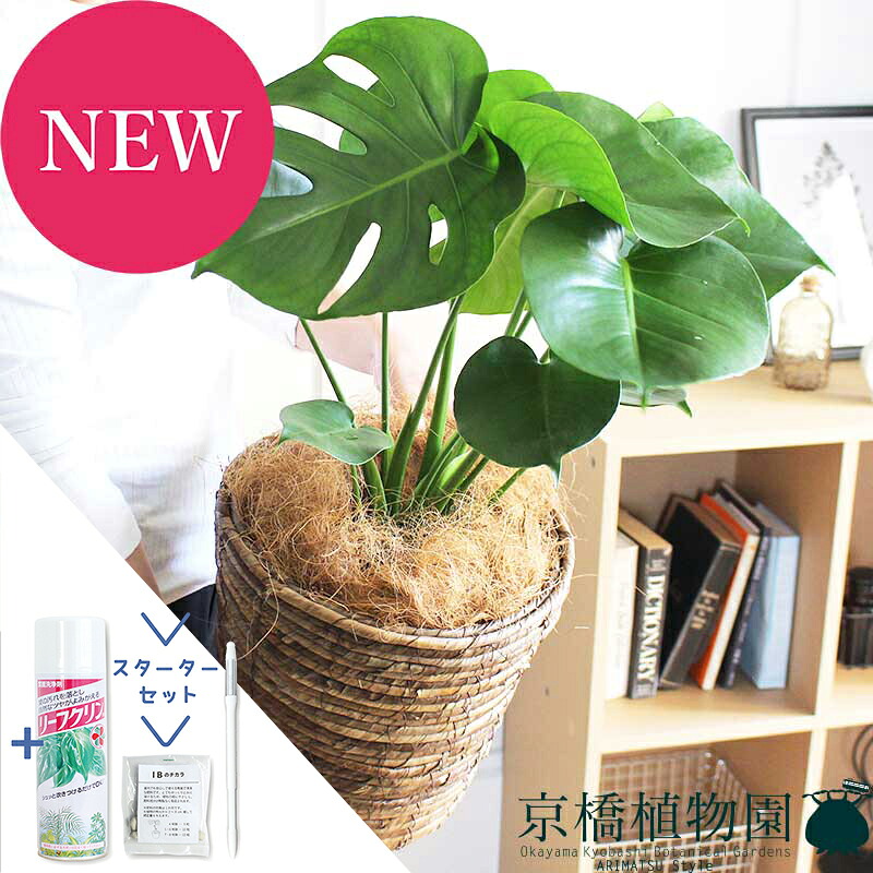 【マラソンクーポン有！】【スターターセット付】モンステラ　7号【バスケット鉢カバー/ブラウン】【観葉植物/インテリア/おしゃれ/ナチュラル/鉢植え/贈り物//通販/ミドルサイズ/人気商品/サスティー/SUSTEE/リーフクリン/IBのチカラ】【大型】｜花のアリマツ支店