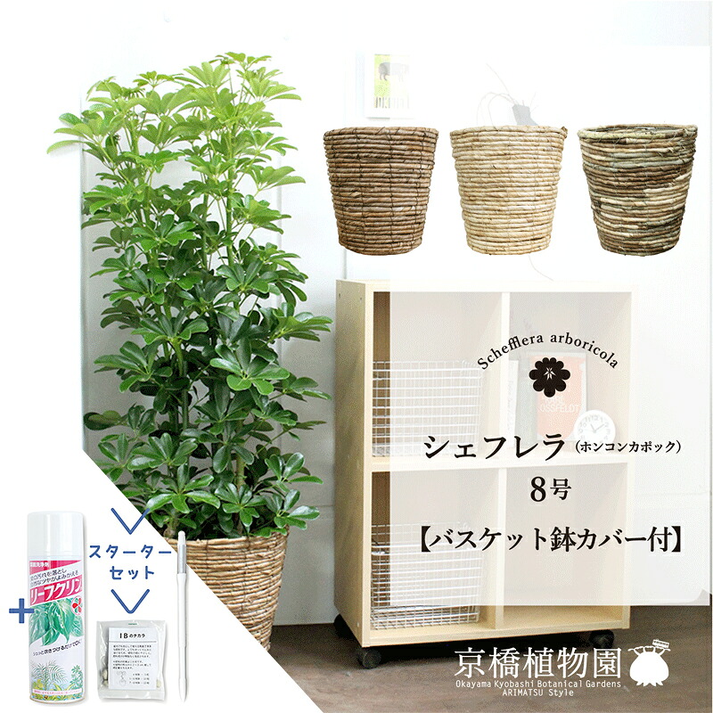 【スターターセット付】【選べるバスケット鉢カバー付き】【シェフレラ】ホンコンカポック　グリーン　8号【観葉植物/インテリア/おしゃれ/ナチュラル/鉢植え/贈り物//通販/ミドルサイズ/サスティー/SUSTEE/リーフクリン/IBのチカラ】【大型】