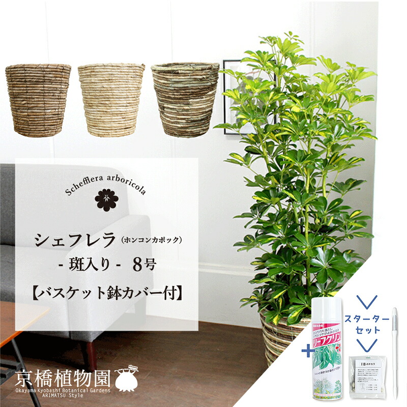 【スターターセット付】【選べるバスケット鉢カバー付き】【シェフレラ】ホンコンカポック 斑入り 8号【観葉植物/インテリア/おしゃれ/ナチュラル/鉢植え/贈り物//通販/ミドルサイズ/サスティー/SUSTEE/リーフクリン/IBのチカラ】【大型】