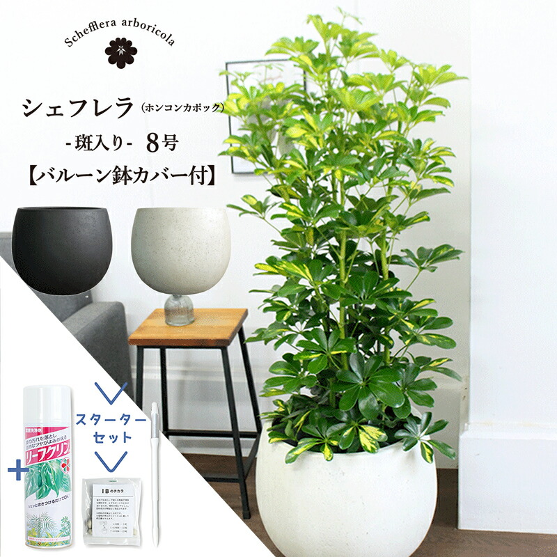 【スターターセット付】【選べるバルーン鉢カバー付き】【シェフレラ】ホンコンカポック 斑入り 8号【観葉植物/インテリア/おしゃれ/ナチュラル/鉢植え/贈り物//通販/ミドルサイズ/サスティー/SUSTEE/リーフクリン/IBのチカラ】【大型】