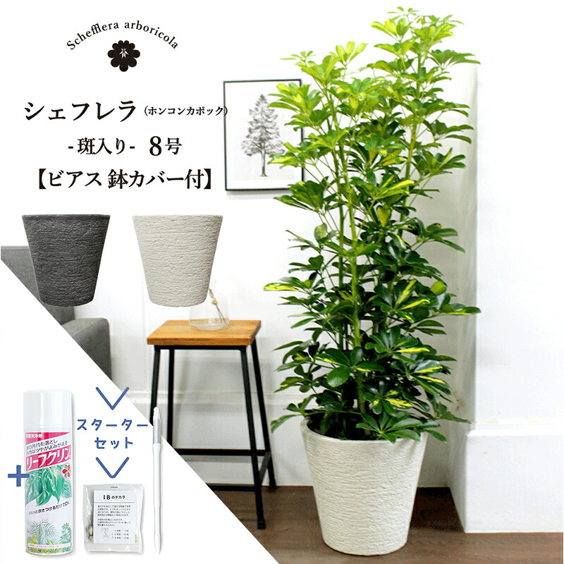 売れ筋 M68RM55KSRH [M68RM55KSRH]