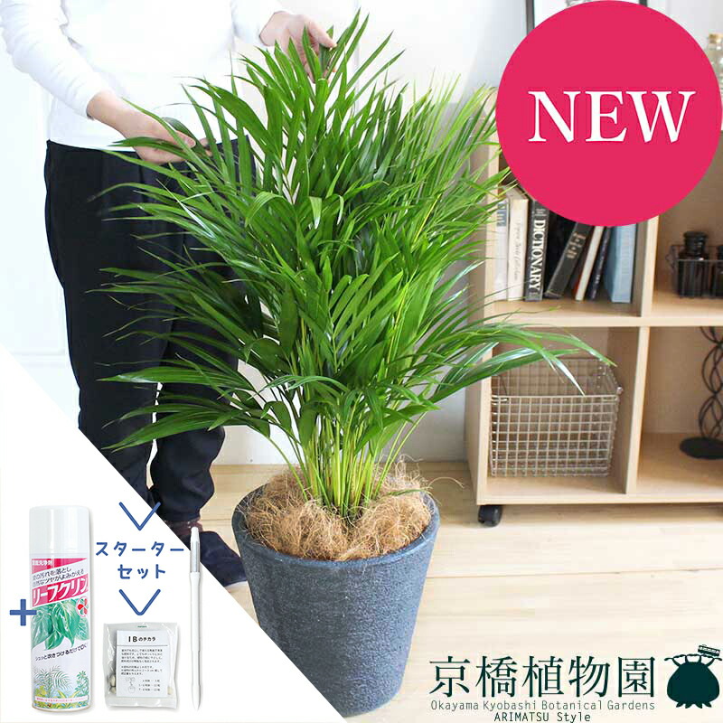 5 好評 アレカヤシ 8号 花 観葉植物