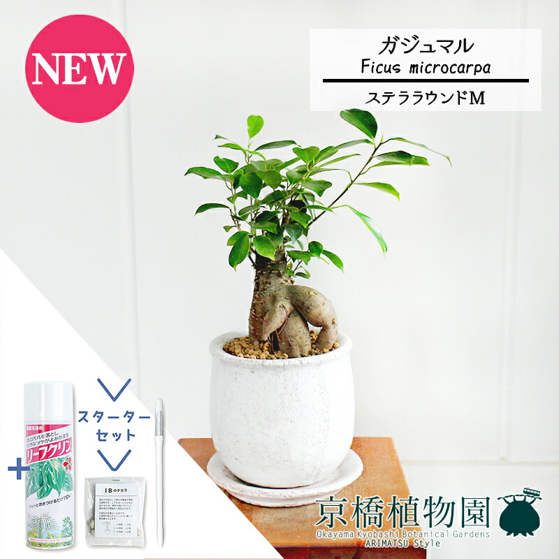【15日はP5倍！】【クランク仕かける付】【ステララウンドM】ガジュマル【受け皿付き添い人】5G【観葉草木/室内装飾/格好のいい/自然的/鉢植え/差し上げ物//通信販売/スモール大いさ/天然ゴムの木/一般受け商いもの/サスティー/SUSTEE/リーフクリン/IBのチカラ】 観葉植物-花・観葉植物
