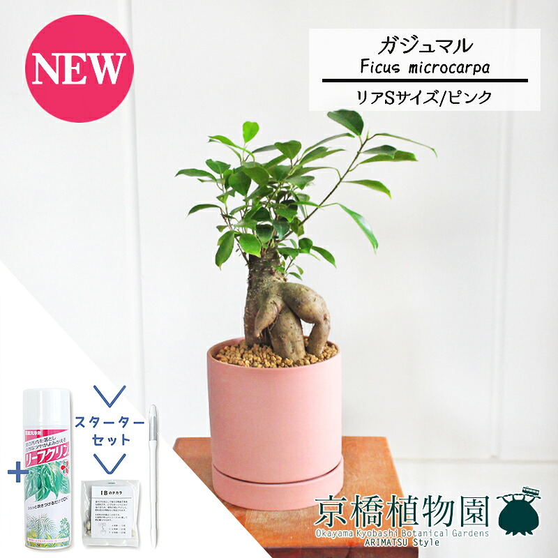 【マラソンクーポン有！】【スターターセット付】【リア/ピンク】ガジュマル【受け皿付き】5G【観葉植物/インテリア/おしゃれ/ナチュラル/鉢植え/贈り物//通販/スモールサイズ/ゴムの木/人気商品/サスティー/SUSTEE/リーフクリン/IBのチカラ】