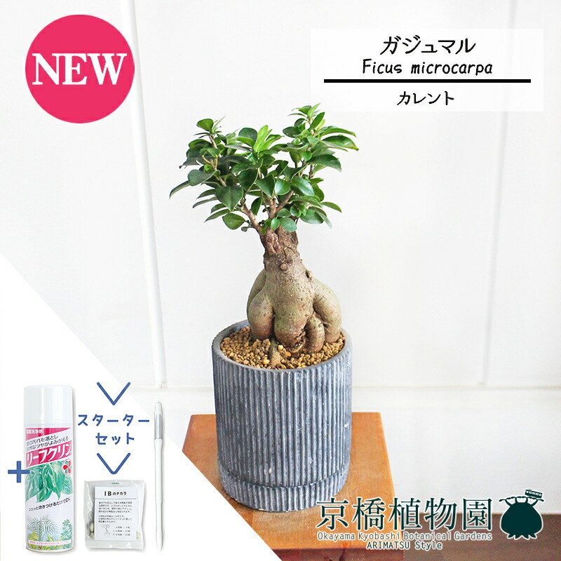 【マラソンクーポン有】【スターターセット付】【カレント/ブラック】ガジュマル【受け皿付き】7G【観葉植物/インテリア/おしゃれ/ナチュラル/鉢植え/贈り物//通販/スモールサイズ/ゴムの木/人気商品/サスティー/SUSTEE/リーフクリン/IBのチカラ】 7,751円