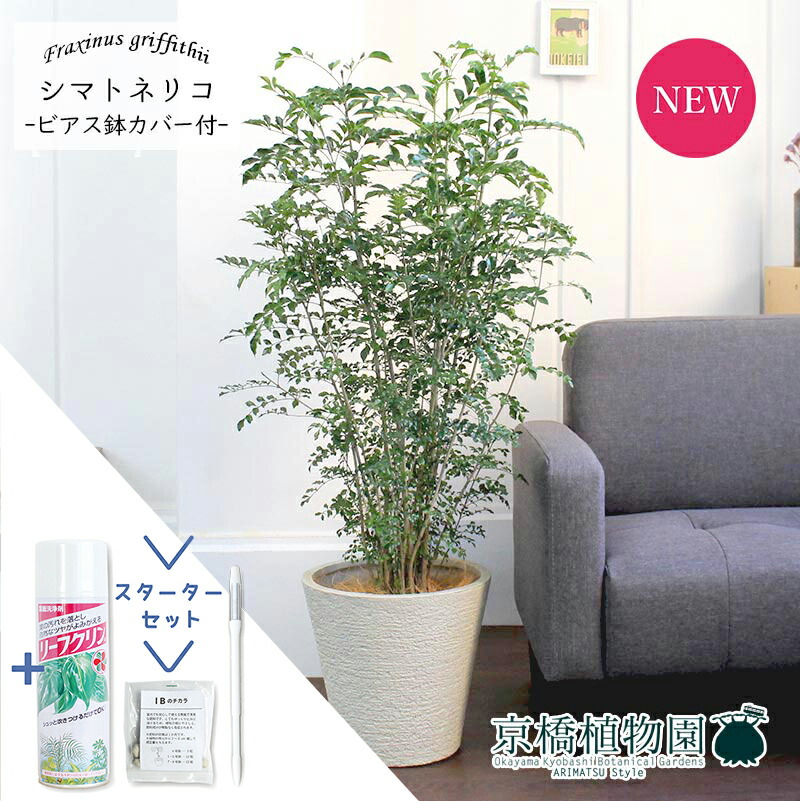 【スターターセット付】シマトネリコ　7号【ビアス鉢カバー/ホワイト】【観葉植物/インテリア/おしゃれ/ナチュラル/鉢植え/贈り物//通販/ミドルサイズ/人気商品/サスティー/SUSTEE/リーフクリン/IBのチカラ】【大型】｜花のアリマツ支店