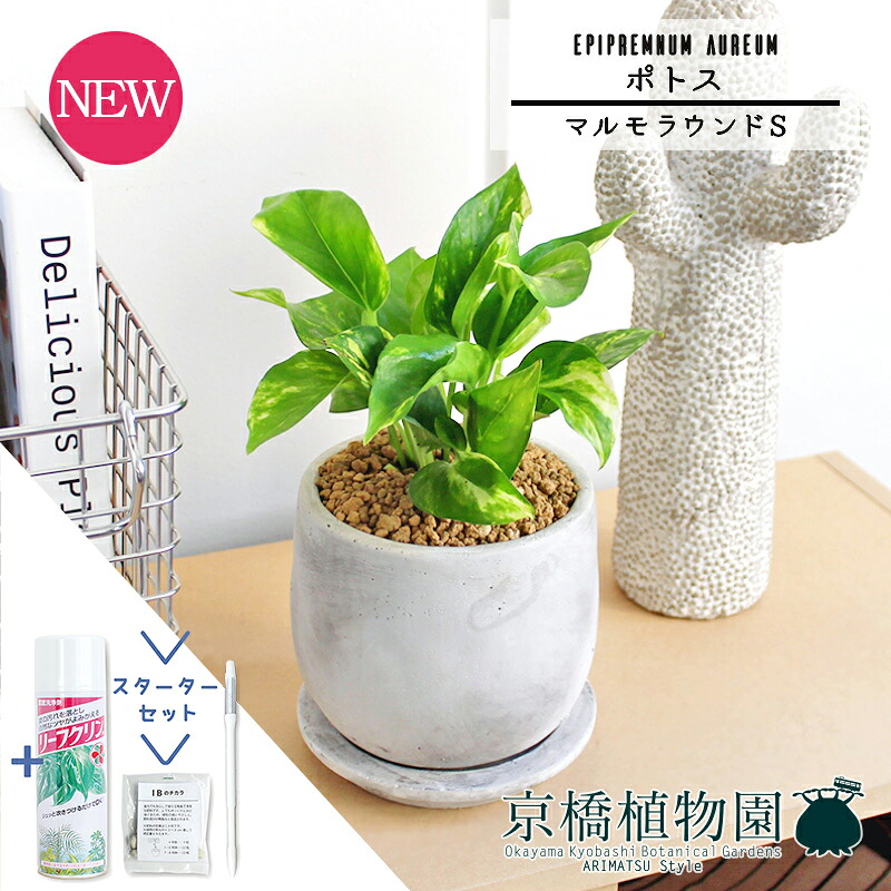 【スターターセット付】ポトス【マルモラウンドS/受け皿付き】pot【観葉植物/インテリア/おしゃれ/ナチュラル/鉢植え/贈り物//通販/スモールサイズ/人気商品/サスティー/SUSTEE/リーフクリン/IBのチカラ】