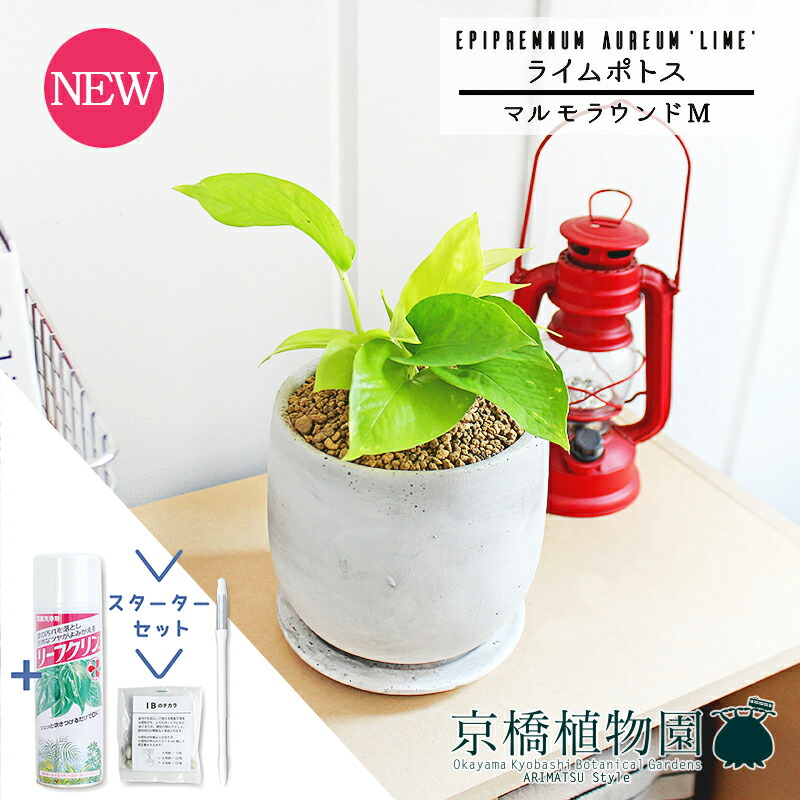 【スターターセット付】ライムポトス【マルモラウンドM/受け皿付き】pot【観葉植物/インテリア/おしゃれ/ナチュラル/鉢植え/贈り物//通販/スモールサイズ/人気商品/サスティー/SUSTEE/リーフクリン/IBのチカラ】