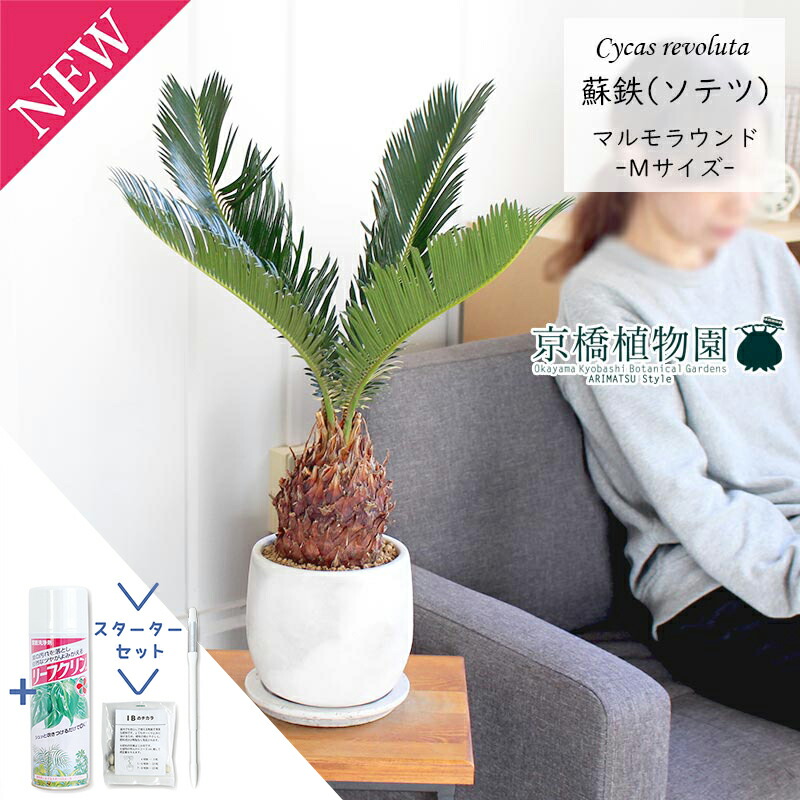 楽天市場】【10日はP5倍！】【SSクーポンあり】【マルモラウンドM