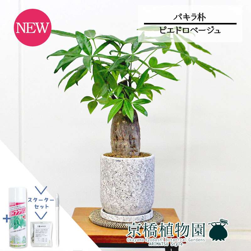 【15日はP5倍！】【クランク仕かける付】【ピエドロベージュ】パキラ 朴 5G【サスティー/SUSTEE/リーフクリン/IBのチカラ/観葉草木/室内装飾/格好のいい/自然的/鉢植え/差し上げ物/スモール大いさ/一般受け商いもの/差し上げ物/差し上げ物/金運】 花・ガーデン・DIY-観葉植物