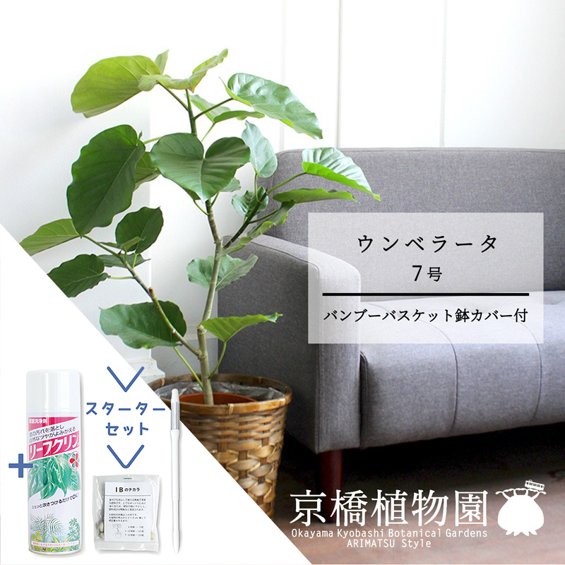 楽天市場】【スターターセット付】フィカス・ウンベラータ 7号