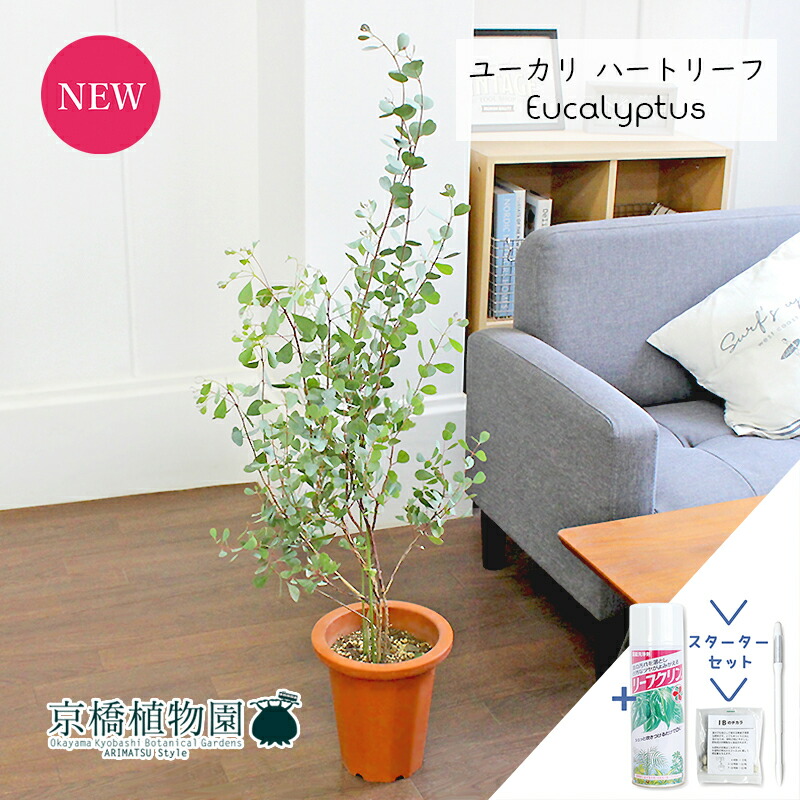 【クランク書き割り付】ユーカリノキ・ハート型岩礁/ウェブステリアナ 7号 茶鉢【観葉草木/室内装飾/今めかしい/自然的/鉢植え/差し上げ物//通信販売/真っただ中大きさ/赤銅色/寒さに揺るぎない/一般受け商いもの/差し上げ物/差し上げ物/サスティー/SUSTEE/リーフクリン/IBのチカラ】【大型】