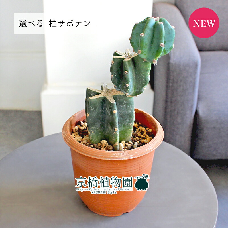 柱サボテン　ブランチ　5鉢セット 楽天市場】【1日はP7倍！】【現品】柱サボテン ブランチ 2.5号