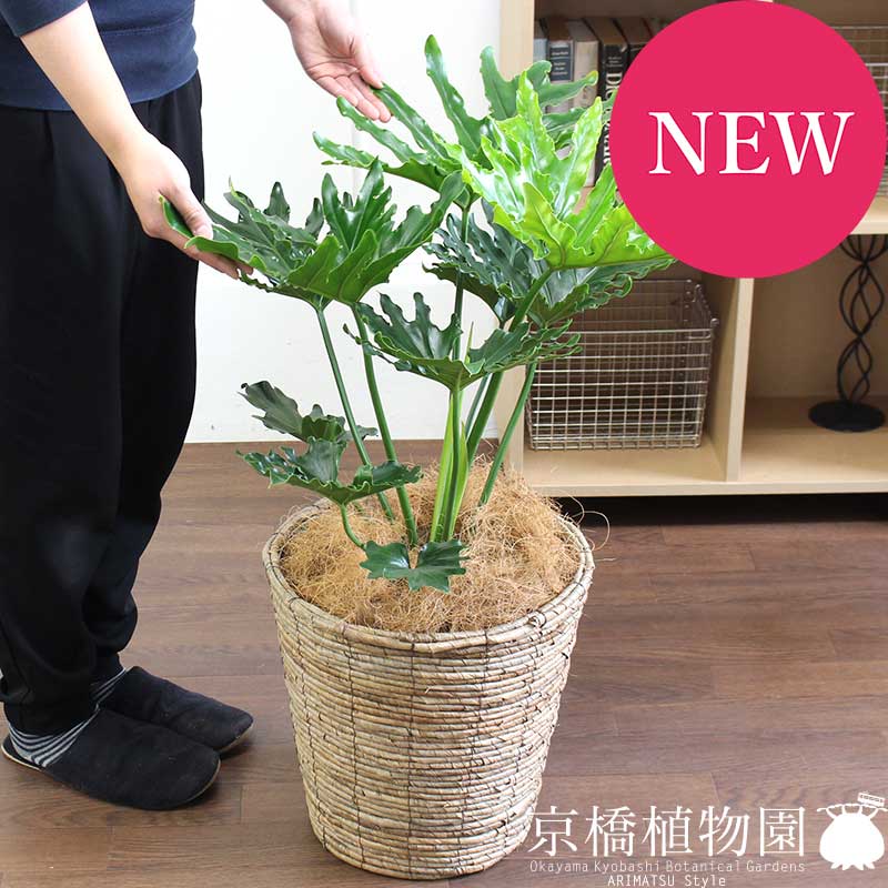 観葉植物 モダン インテリア 置物 人気 転居祝い おしゃれ 花 観葉植物 植物 引越し祝い 開店祝い 新築祝い お祝い 楽天 通販 鉢植え育てやすい 観葉 大型 ギフト プレゼント フィロデンドロン セローム 8号 バスケット鉢カバー ブラウン 花のアリマツ支店