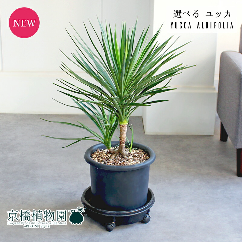 楽天市場】【ドライガーデン・ロックガーデンに】ユッカ グロリオサ